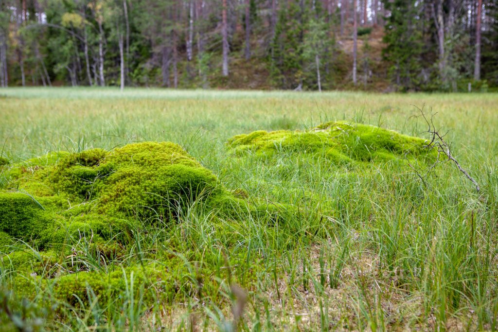 grön myr i skogen